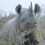 Adopt a Rhino Today